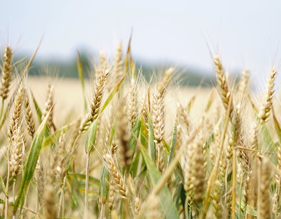 Indian farmland at Sri Laxmi Estates