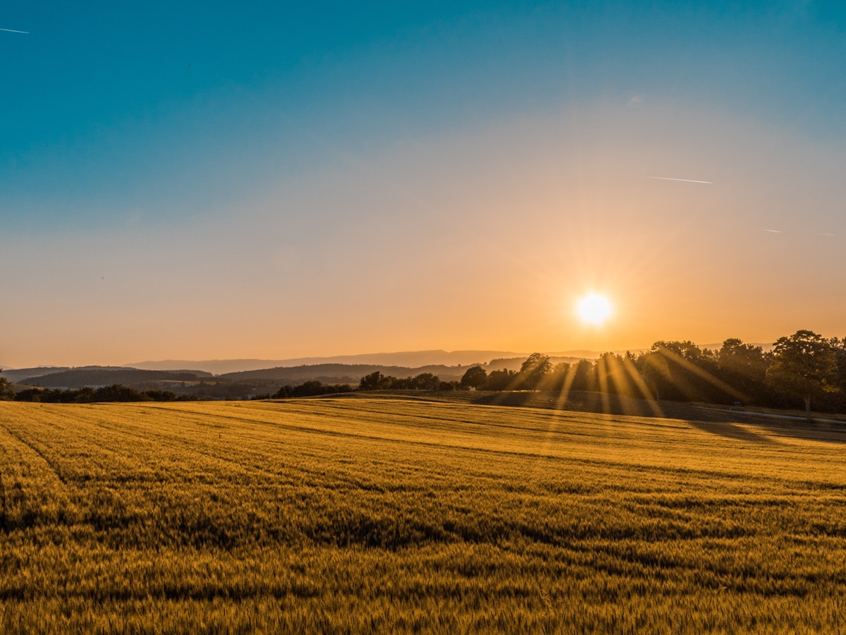 Sunrise Meadows
