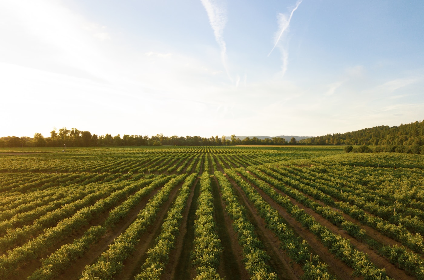 Golden crop fields at sunset