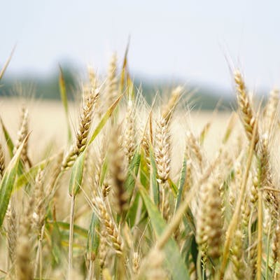Wheat crop farmland