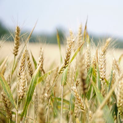 Open agricultural land